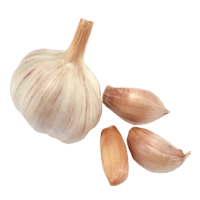 garlic
