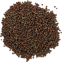mustard seeds